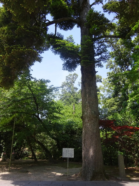 DSC02557.JPG